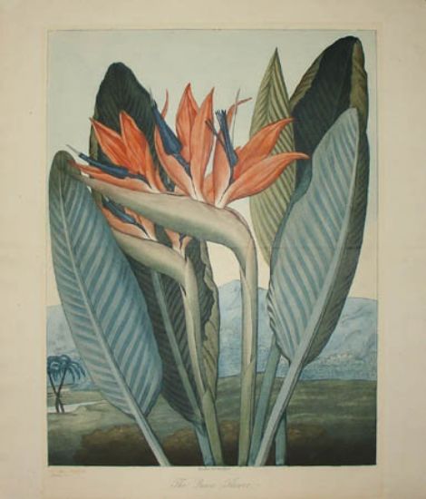 Picture of queenflower